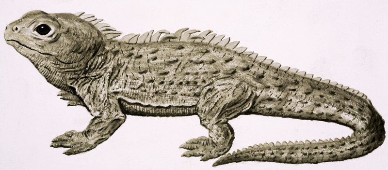 At Home in the Wilds: Land of Living Fossils Seed av English School