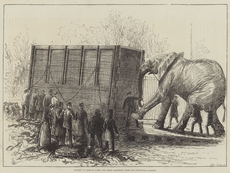 Försök att ta bort Jumbo, den stora elefanten, från Zoological Gardens (litho) av English School