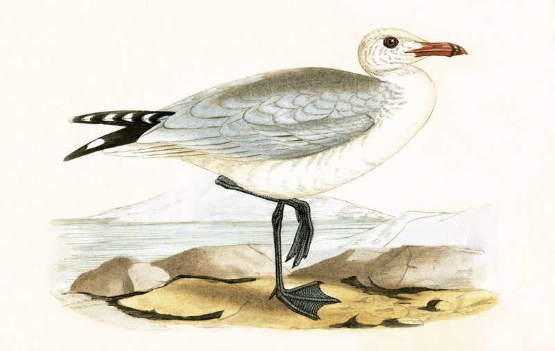 Audouins Gull, illustration från "A History of the Birds of Europe Not Observed in the British Isles" av Charles Robert Bree (1811-86), publicerad 1867 av English School