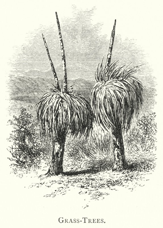 Australien: Grass-Trees (gravyr) av English School