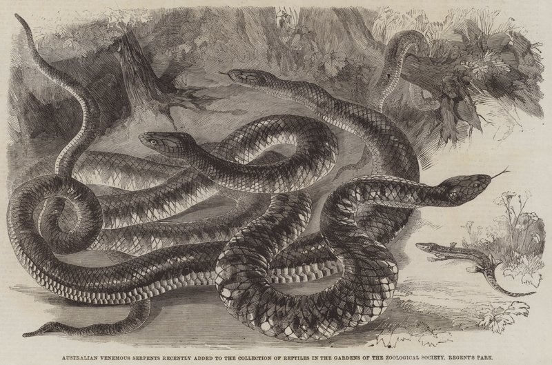 Australian Venemous Serpents lades nyligen till i samlingen av reptiler i Zoological Society Gardens, Regent