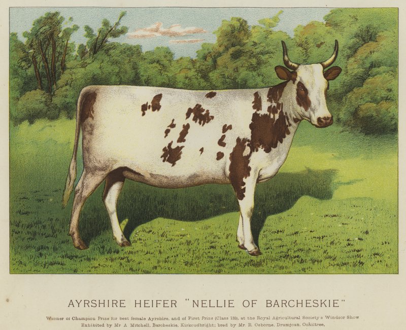 Ayrshire kviga "Nellie of Barcheskie" (litho i färg) av English School
