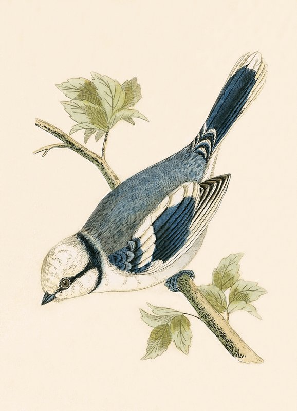 Azure Tit, illustration från "A History of the Birds of Europe Not Observed in the British Isles" av Charles Robert Bree (1811-86), publicerad 1867 av English School
