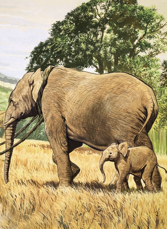 Baby elefant och mamma av English School