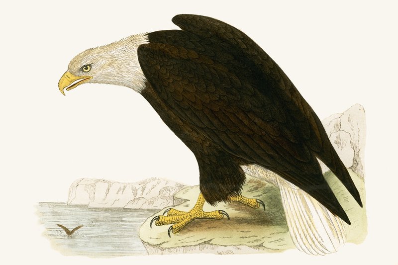 Bald Eagle, illustration från "A History of the Birds of Europe Not Observed in the British Isles" av Charles Robert Bree (1811-86), publicerad 1867 av English School
