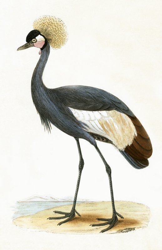 Balearic Crane, illustration från "A History of the Birds of Europe Not Observed in the British Isles" av Charles Robert Bree (1811-86), publicerad 1867 av English School