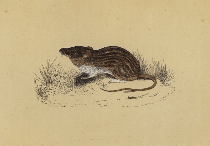 Barbary Mouse (färg litho) av English School