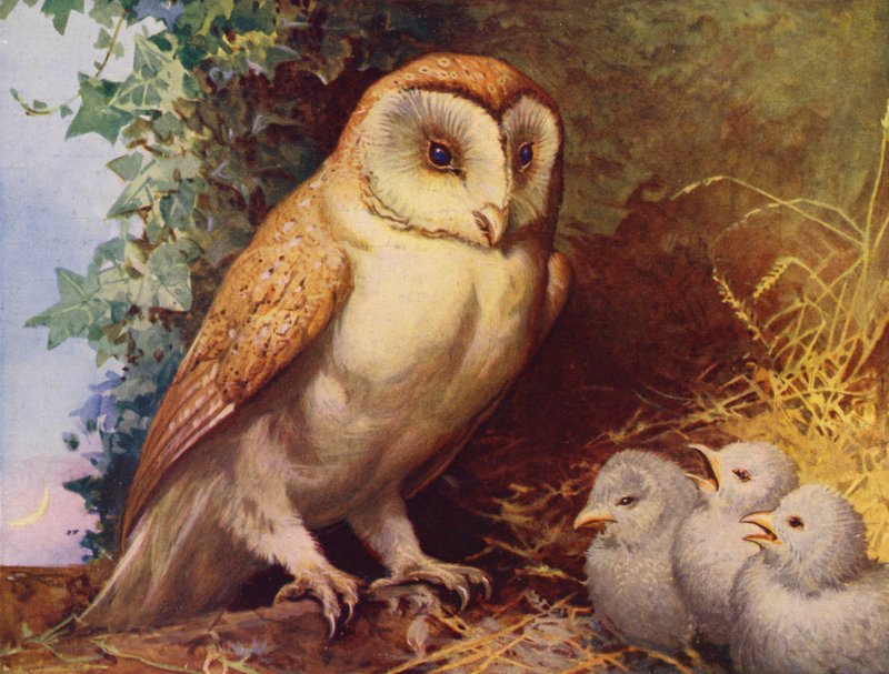 Tornuggla och kycklingar (färg litho) av English School