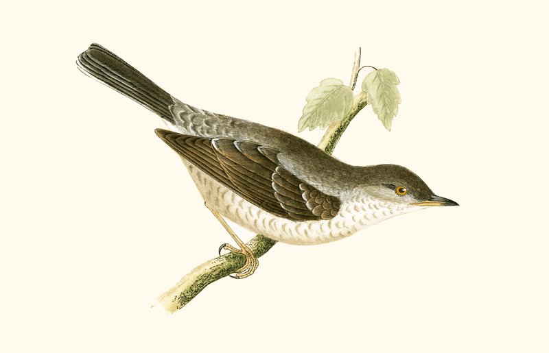 Barred Warbler, illustration från "A History of the Birds of Europe Not Observed in the British Isles" av Charles Robert Bree (1811-86), publicerad 1867 av English School