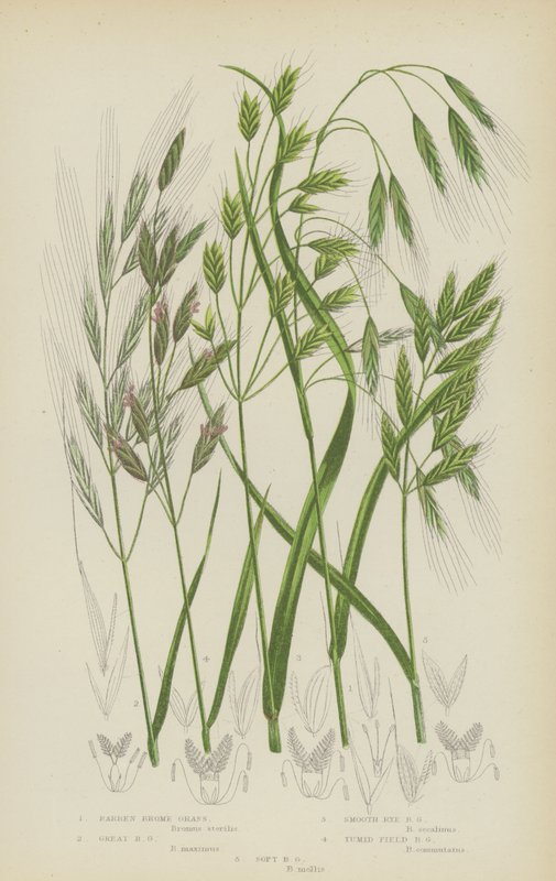 Barr brome, stor brome, slät rågbrome, tumid field brome, mjuk brome (färglitografi) av English School