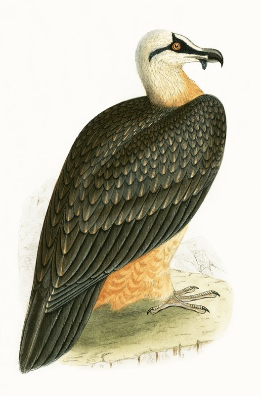 Bearded Vulture, illustration från "A History of the Birds of Europe Not Observed in the British Isles" av Charles Robert Bree (1811-86), publicerad 1867 av English School