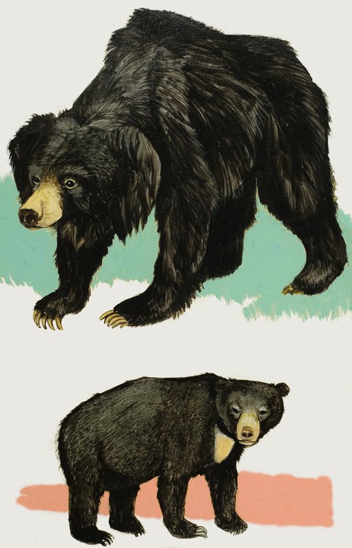 Bearsswed av English School