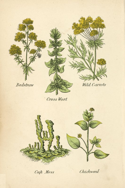 Sänghalm, korsört, vilda morötter, koppmossa, fågelgröt (färg litho) av English School