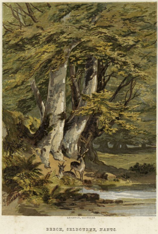 Bokträd, nära Selborne, Hampshire av English School