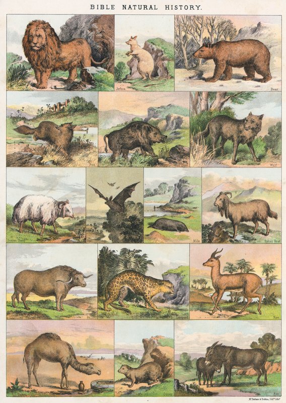 Bibeln Naturhistoria av English School