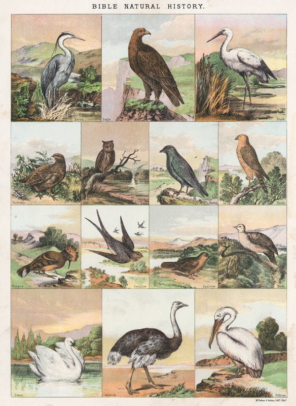 Bibeln Naturhistoria av English School