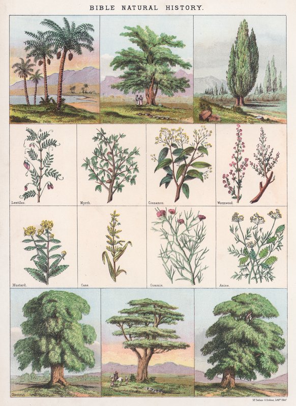 Bibelns naturhistoria av English School