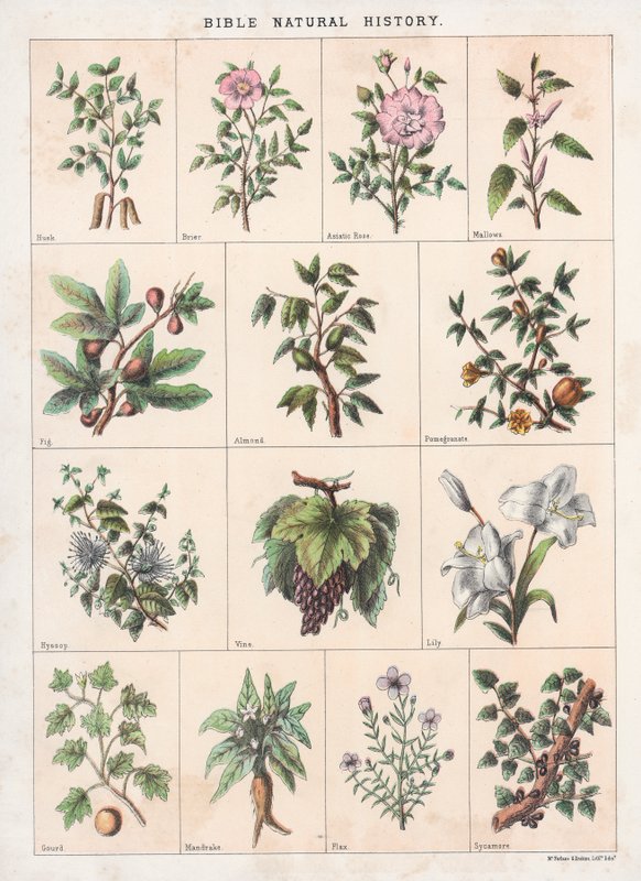 Bibelns naturhistoria av English School