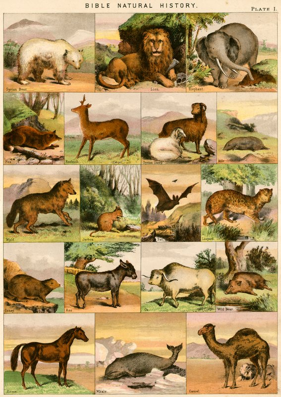 Bibelns naturhistoria av English School