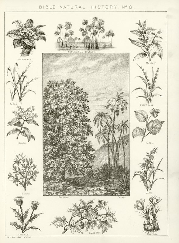 Bibelns naturhistoria av English School