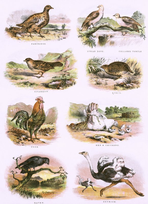 Biblisk naturhistoria av English School
