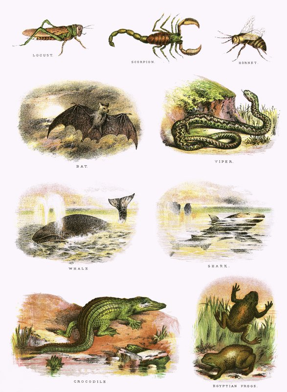 Biblisk naturhistoria av English School