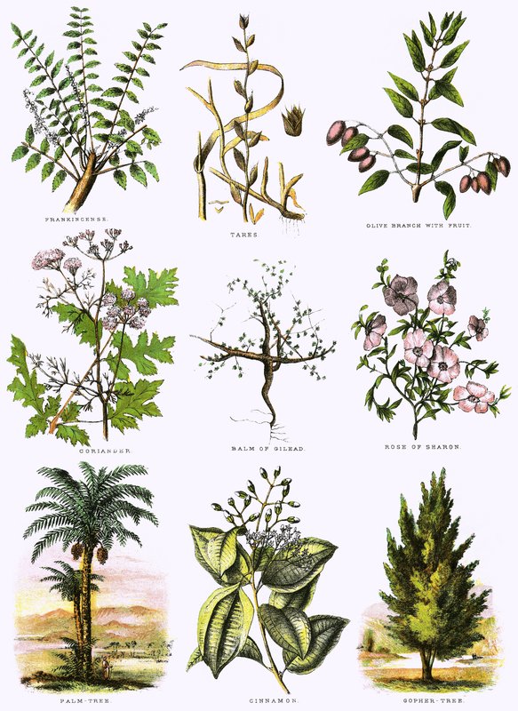 Biblisk naturhistoria av English School