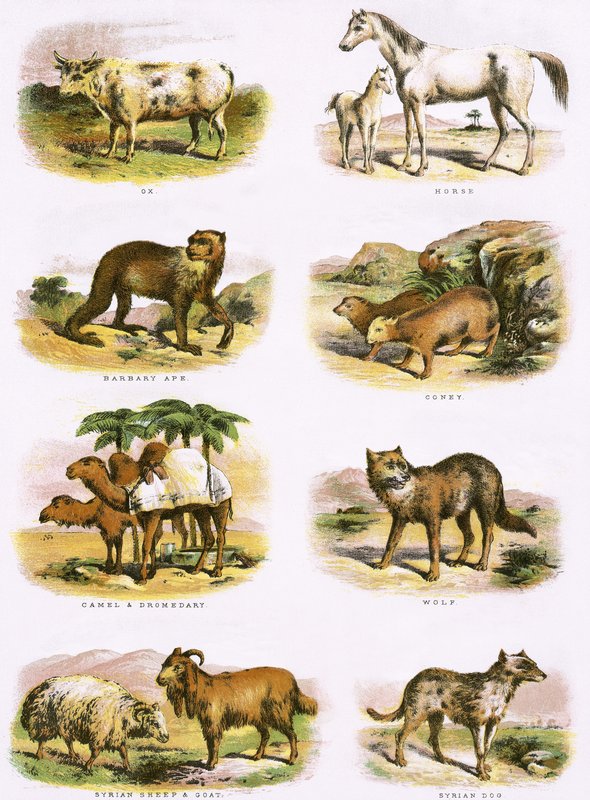 Biblisk naturhistoria av English School