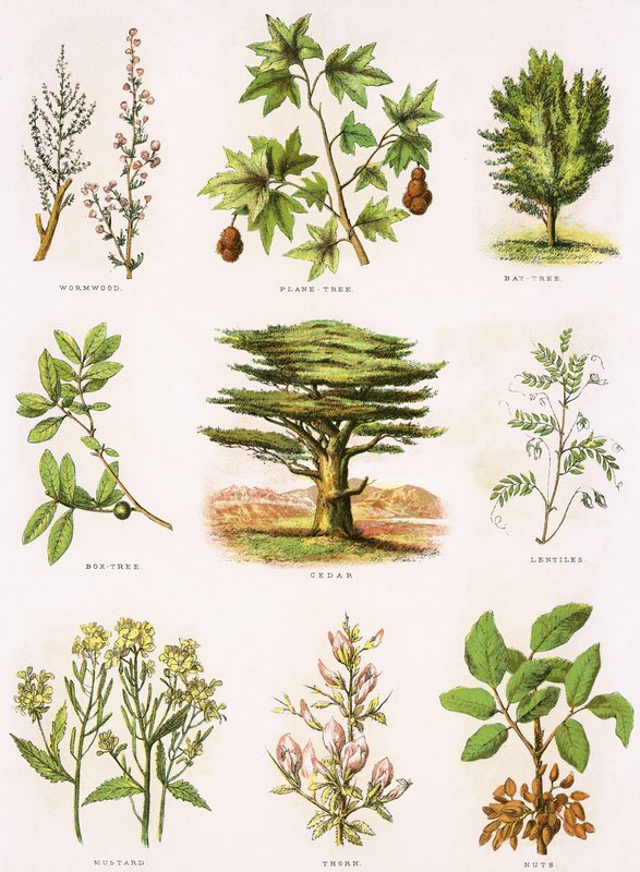 Biblisk naturhistoria av English School