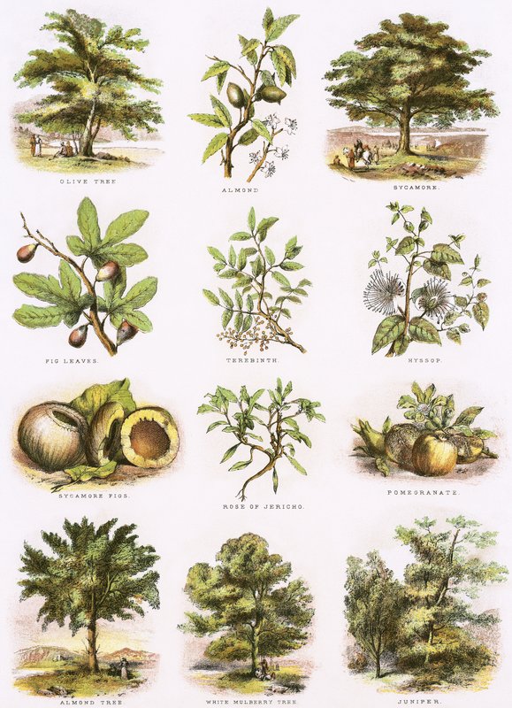 bibelsk naturhistorieswed av English School