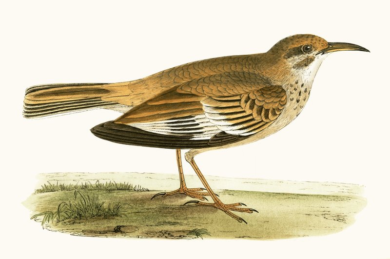 Bifasciated Lark, illustration från "A History of the Birds of Europe Not Observed in the British Isles" av Charles Robert Bree (1811-86), publicerad 1867 av English School
