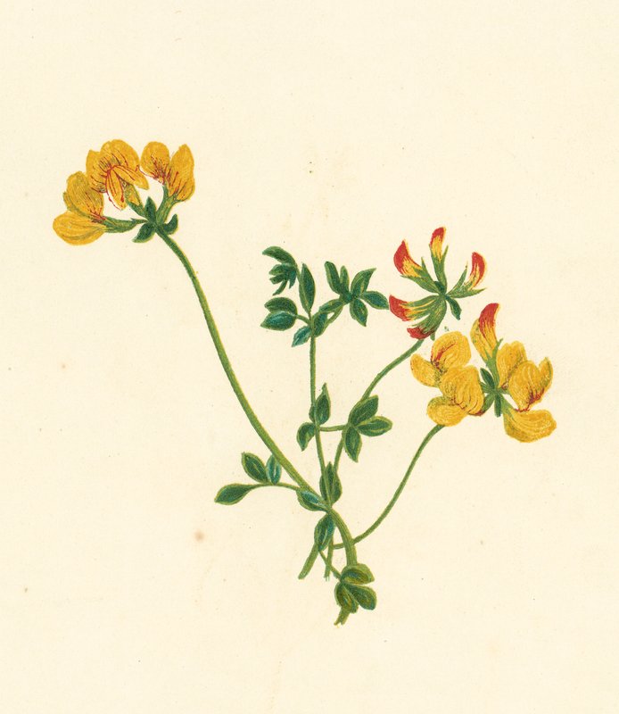 Fågelfotsklöver, Lotus Corniculatus (färglitografi) av English School