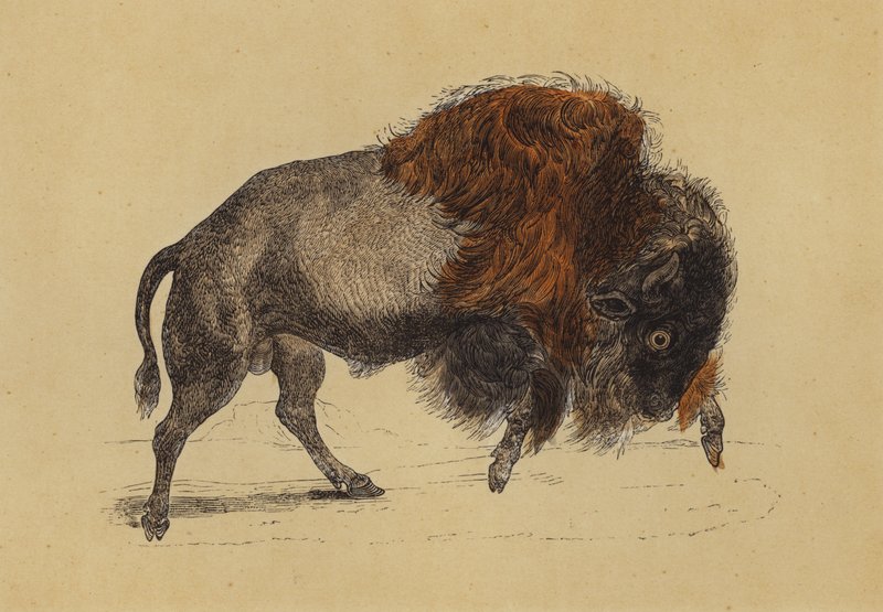 Bison (färglitografi) av English School