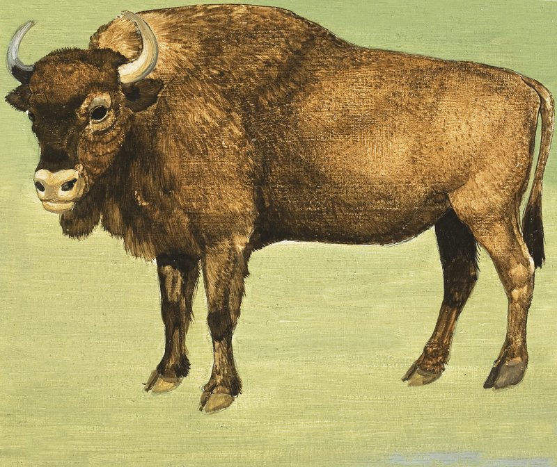 Bison eller amerikansk buffel av English School