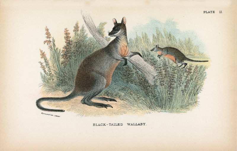 Black-tailed Wallabyswed av English School