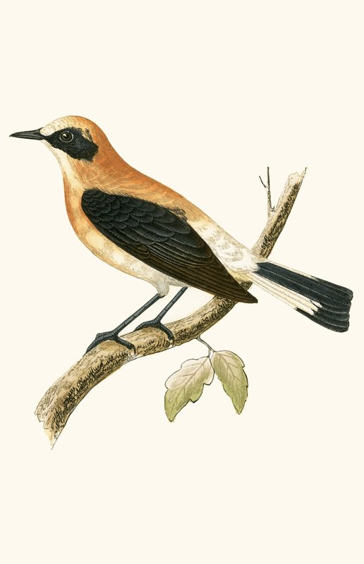 Black Eared Wheatear, illustration från "A History of the Birds of Europe Not Observed in the British Isles" av Charles Robert Bree (1811-86), publicerad 1867 (lito i färg) av English School