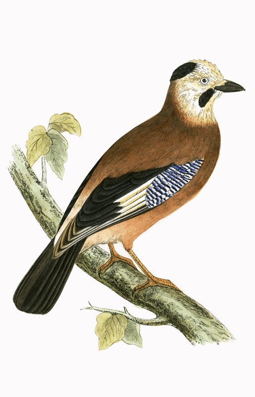 Black Headed Jay, illustration från "A History of the Birds of Europe Not Observed in the British Isles" av Charles Robert Bree (1811-86), publicerad 1867 av English School