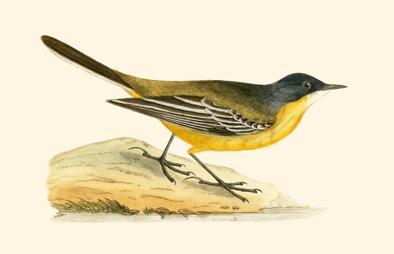 Black Headed Yellow Wagtail, illustration från "A History of the Birds of Europe Not Observed in the British Isles" av Charles Robert Bree (1811-86), publicerad 1867 av English School