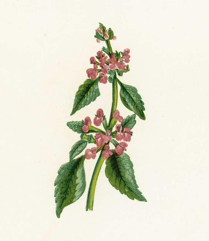 Svart Horehound, Ballota Nigra av English School