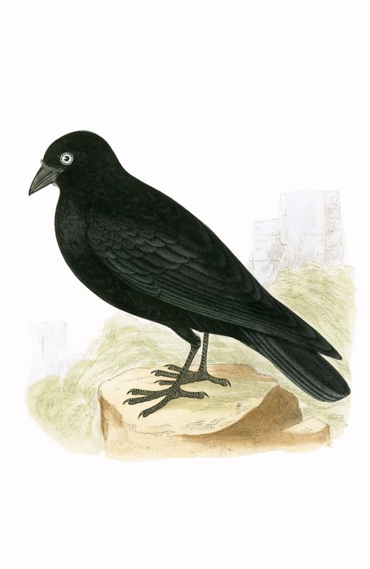 Black Jackdaw, illustration från "A History of the Birds of Europe Not Observed in the British Isles" av Charles Robert Bree (1811-86), publicerad 1867 av English School
