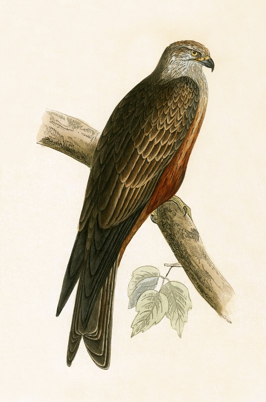 Black Kite, illustration från "A History of the Birds of Europe Not Observed in the British Isles" av Charles Robert Bree (1811-86), publicerad 1867 av English School