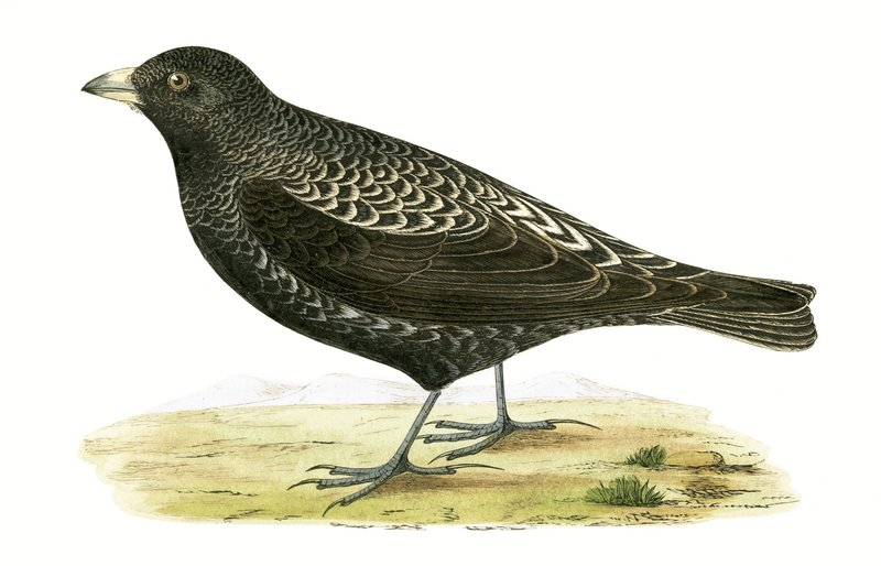 Black Lark, illustration från "A History of the Birds of Europe Not Observed in the British Isles" av Charles Robert Bree (1811-86), publicerad 1867 av English School