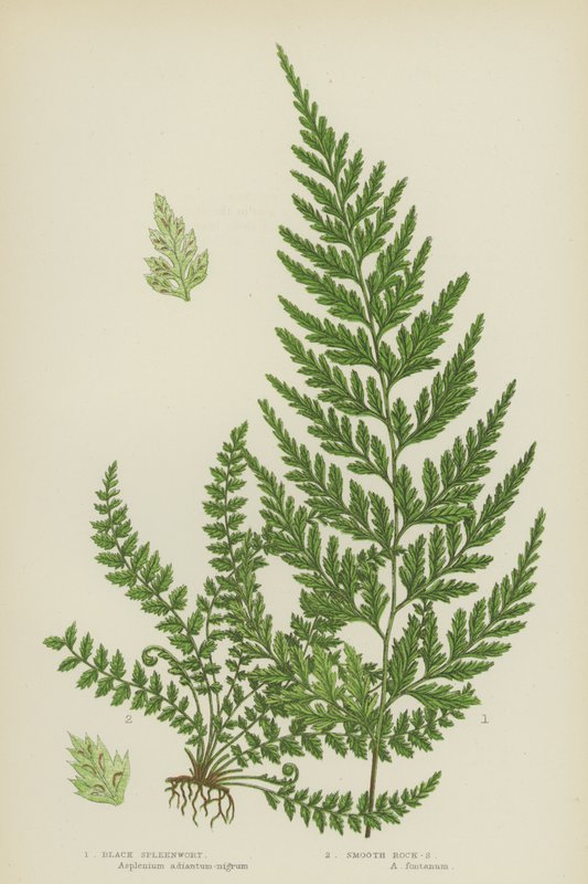 Svart mjältört, slät sten-mjältört (färg litho) av English School