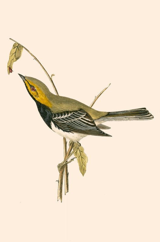 Black Throated Warbler, illustration från "A History of the Birds of Europe Not Observed in the British Isles" av Charles Robert Bree (1811-86), publicerad 1867 av English School