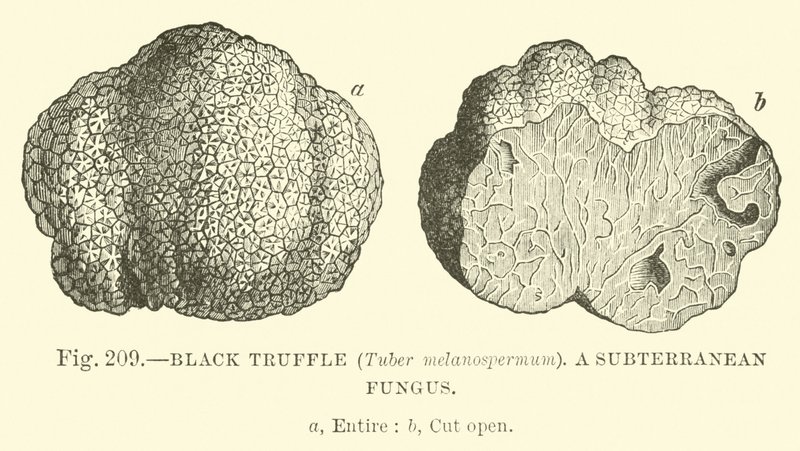 Svart tryffel (Knöl melanospermum); En underjordisk svamp av English School