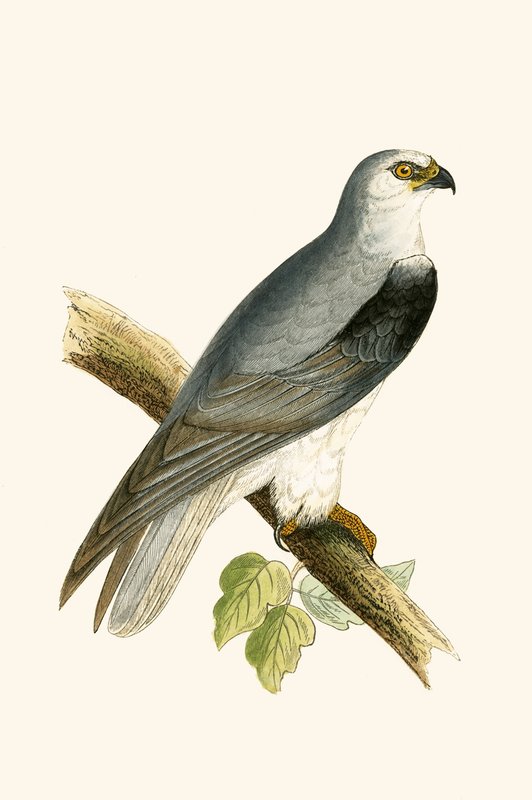 Black Winged Kite, illustration från "A History of the Birds of Europe Not Observed in the British Isles" av Charles Robert Bree (1811-86), publicerad 1867 av English School