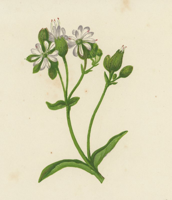 Bladder Campion, eller Catchfly, Silene Inflata (färg litho) av English School