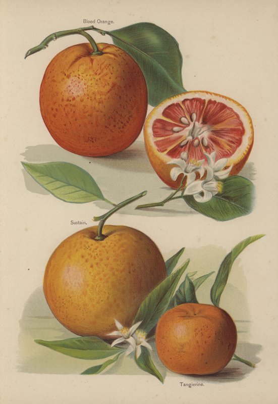 Blood Orange, Sustain, Tangerine av English School