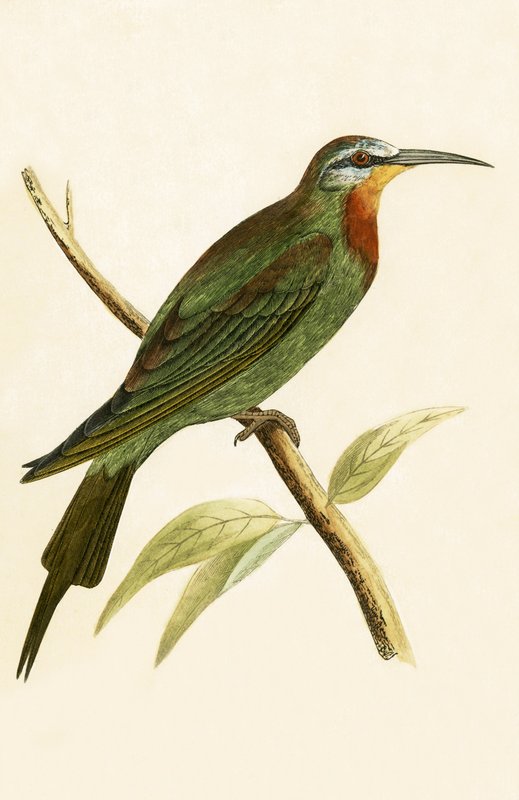 Blue Cheeked Bee Eater, illustration från "A History of the Birds of Europe Not Observed in the British Isles" av Charles Robert Bree (1811-86), publicerad 1867 av English School