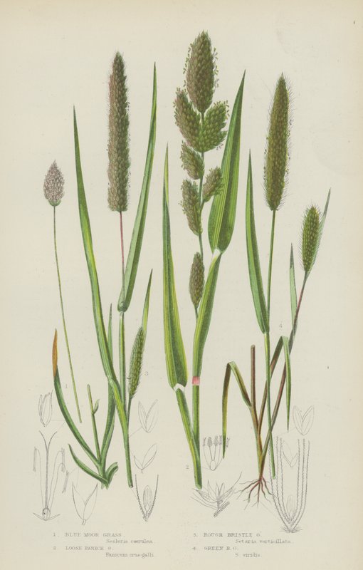 Blått hedgräs, löst panikgräs, grovt borstgräs, grönt borstgräs (färg litho) av English School